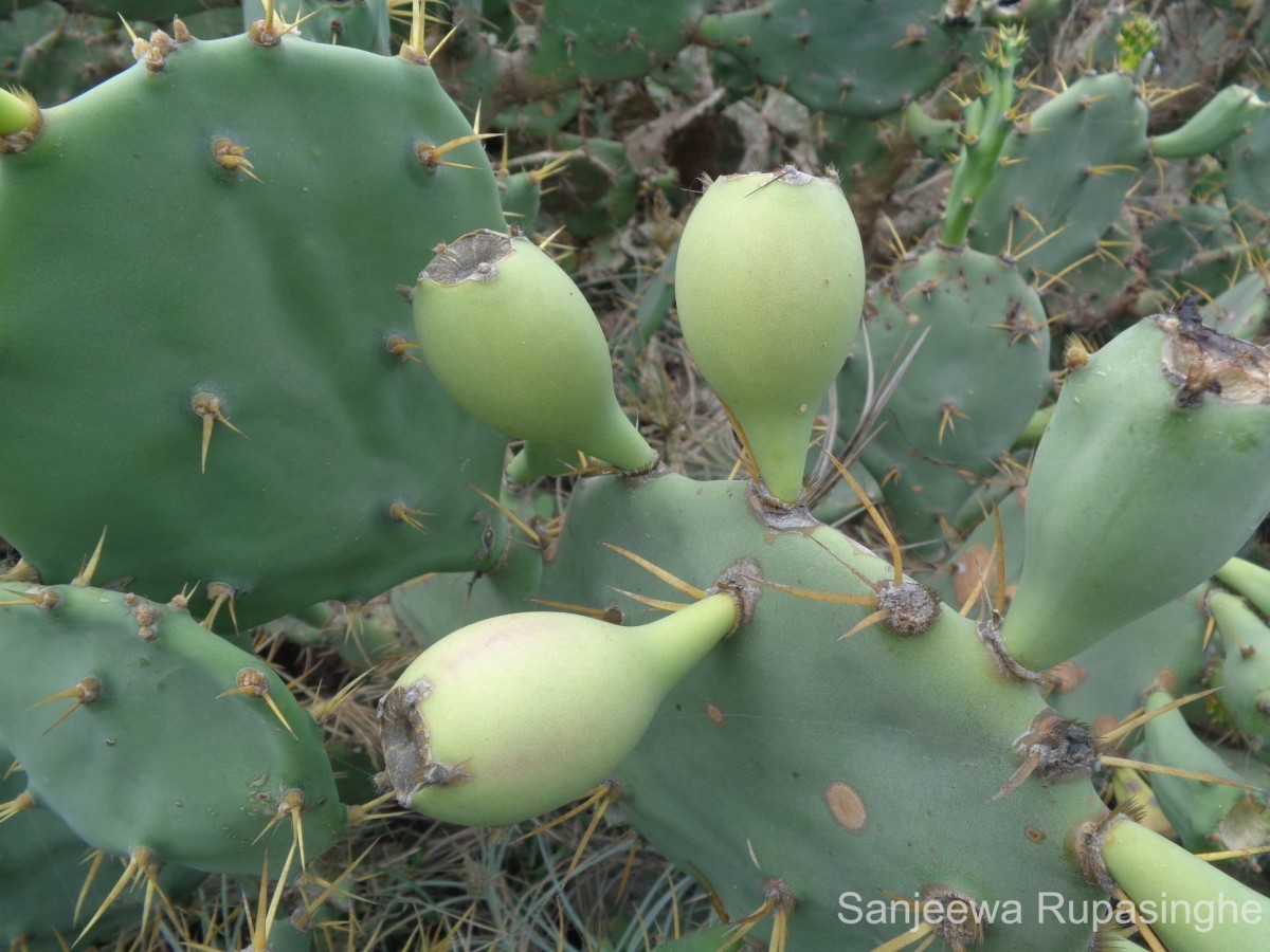 Opuntia dillenii (Ker Gawl.) Haw.